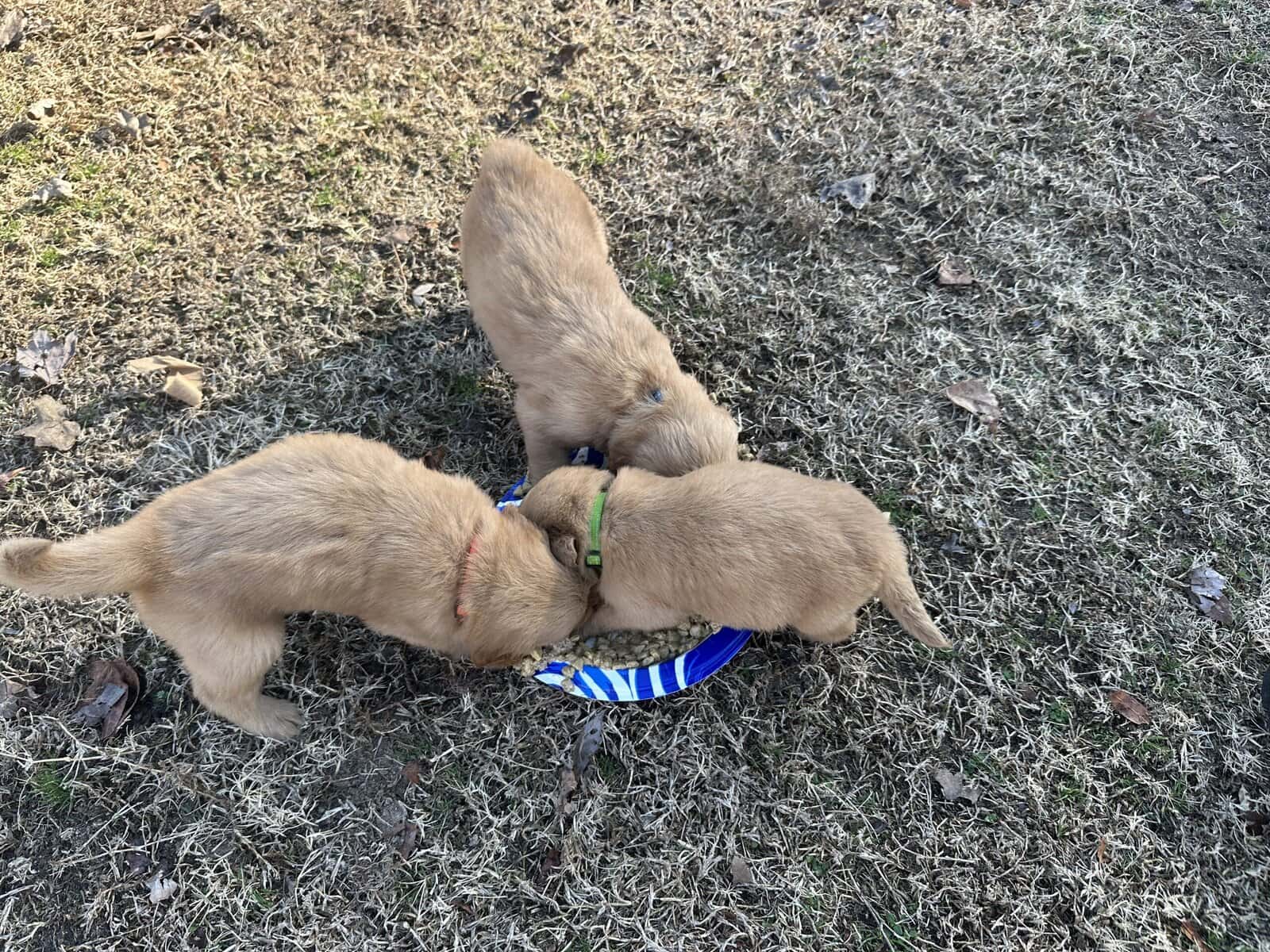 AKC Golden Retriever pups image 2