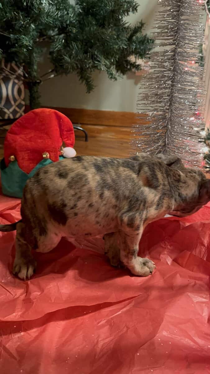 Pitbulls for sell image 4