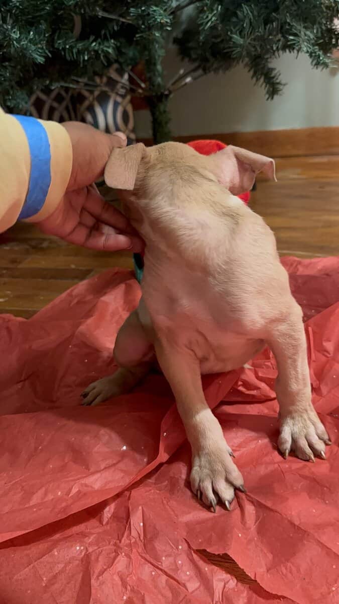 Pitbulls for sell image 10