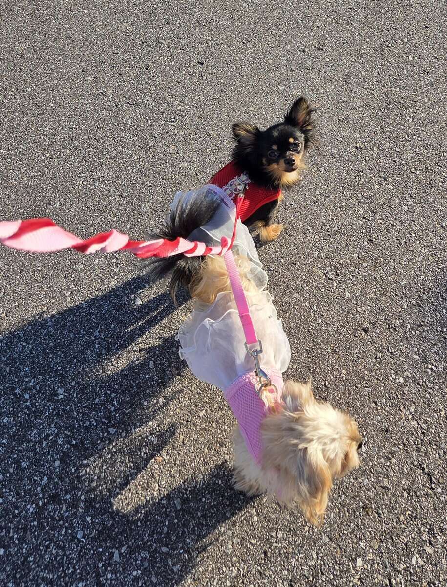 Longhair teacup chihuahua image 2
