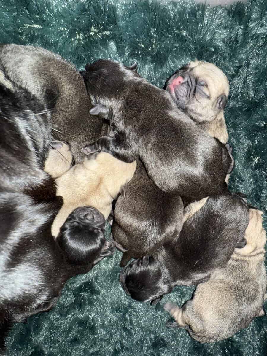 BLACK FEMALE PUG PUPPIES NEAR BOSTON image 1