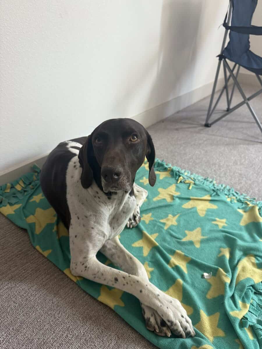 German shorthaired Pointer image 2