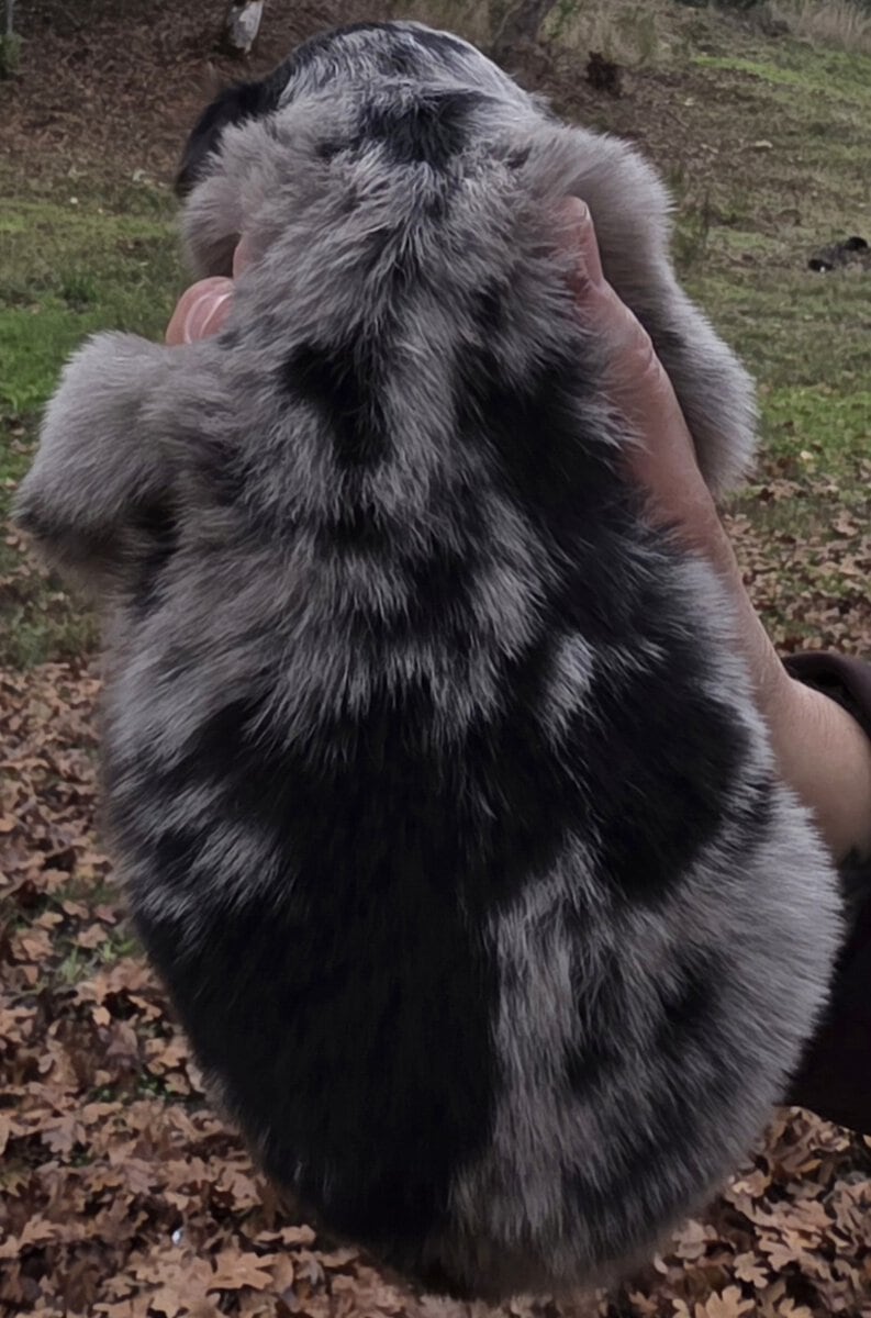 Christmas Puppies!!!...4 sold, 5 females left!!!.. image 9