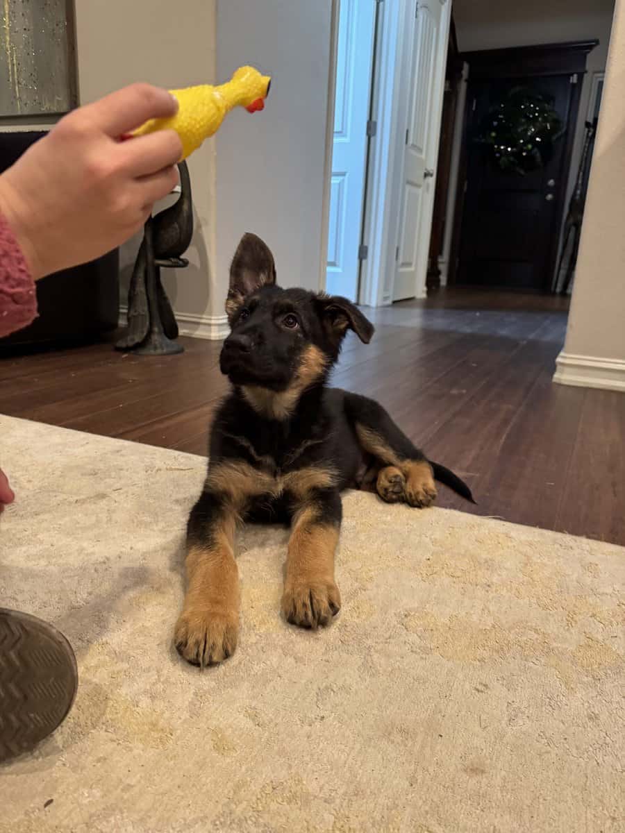 AKC German Shepherd Puppies image 2