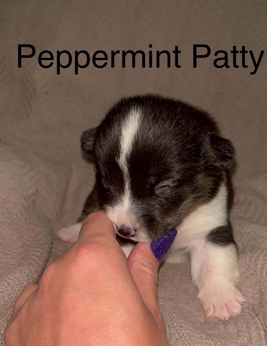 Beautiful Merle corgis and tri corgis for sale image 9