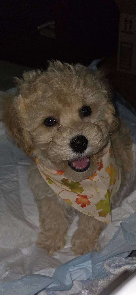 12 WK OLD MALE COCKAPOO image 10