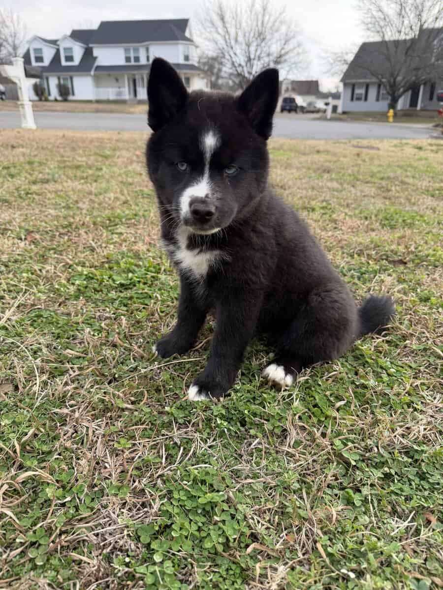 Aveline the Pomsky image 8
