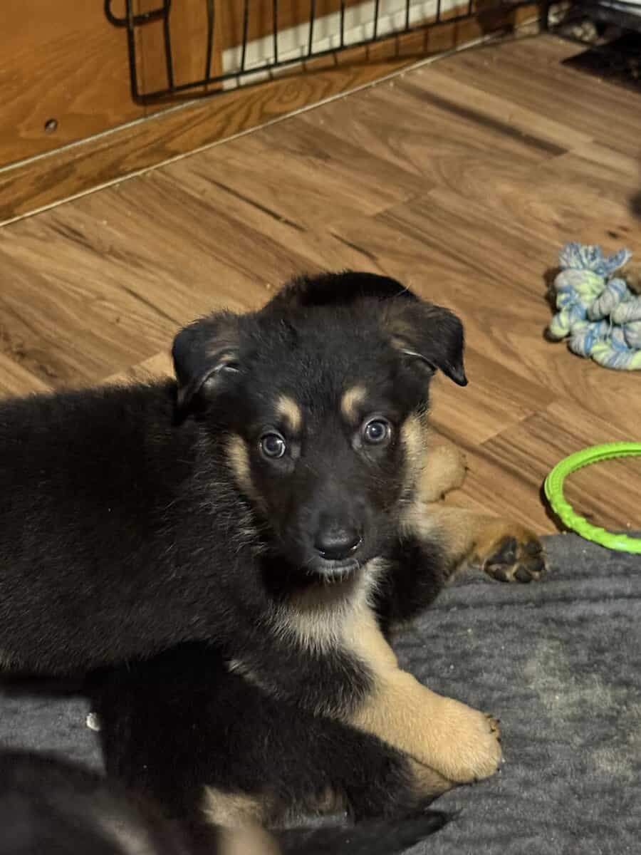 German shepherd puppies ready 12/20/2025 image 12