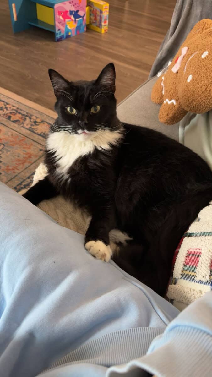 Domestic Shorthair needing a new home for FREE image 1