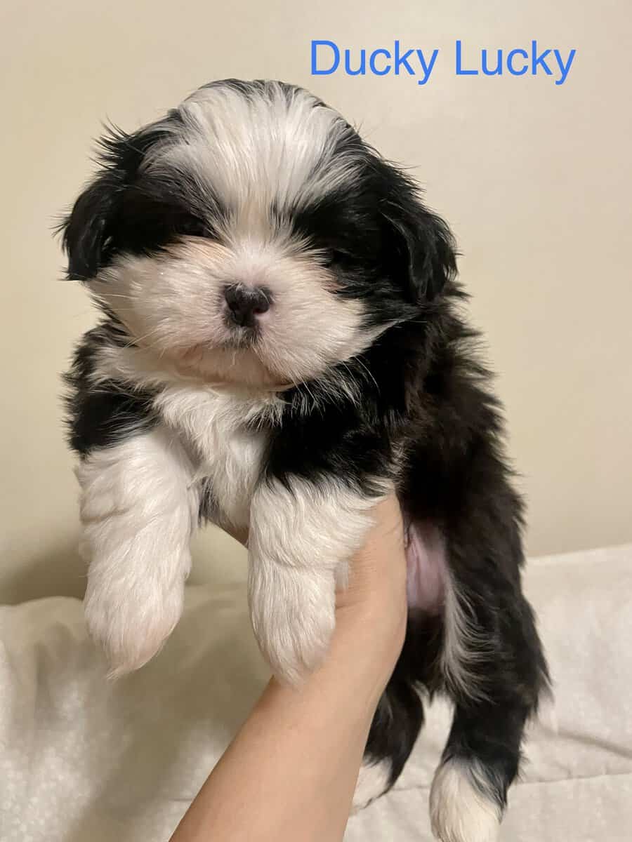 Shih Tzu Puppy - little boy Ducky Lucky image 6