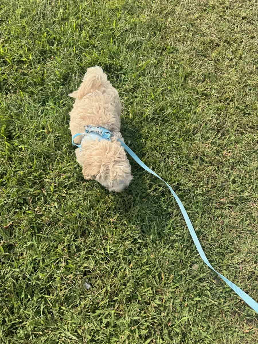 6mo Maltipoo - Benji image 4