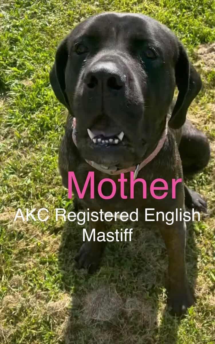 Labradane Mastiff Puppies image 6