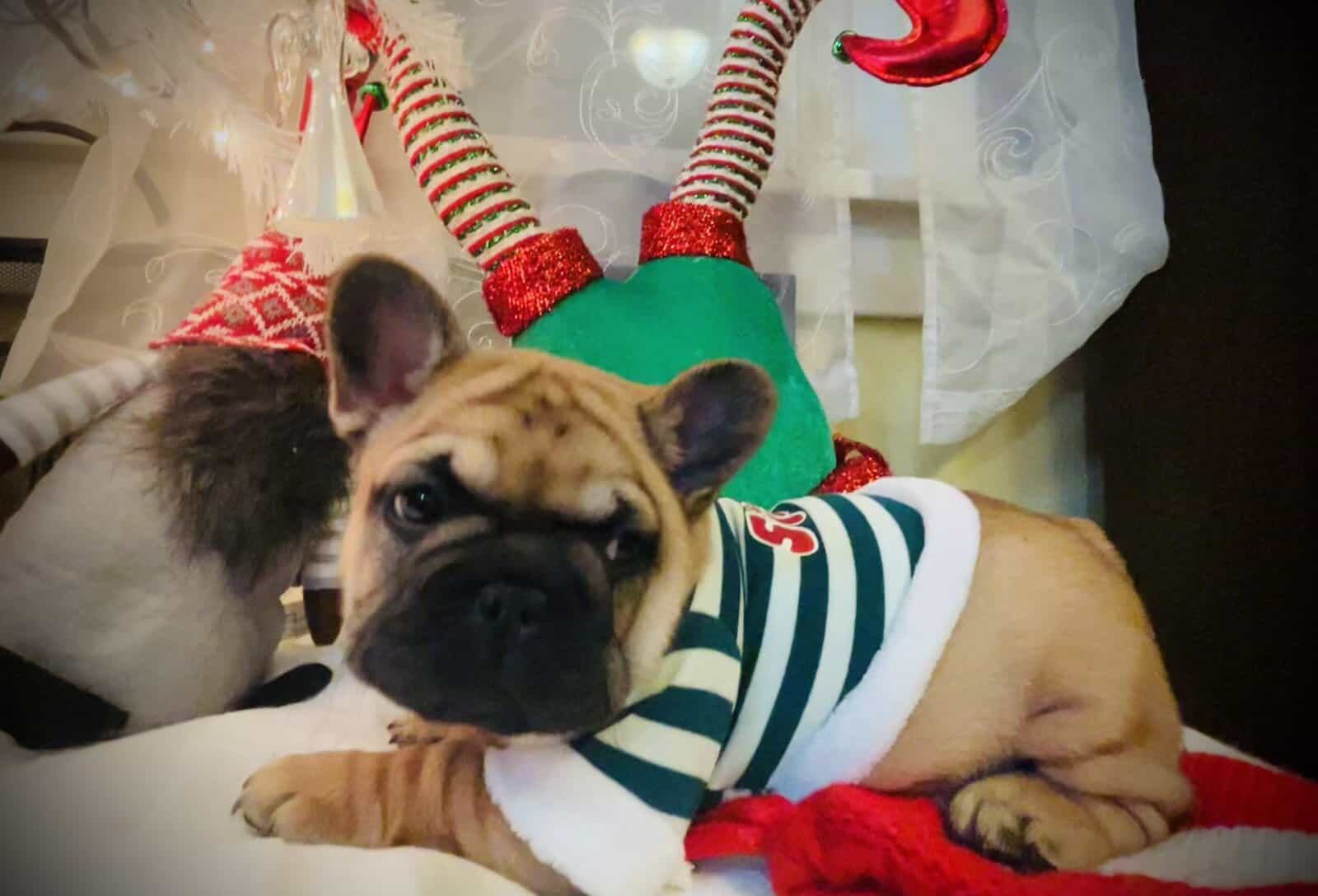 French bull dog image 4