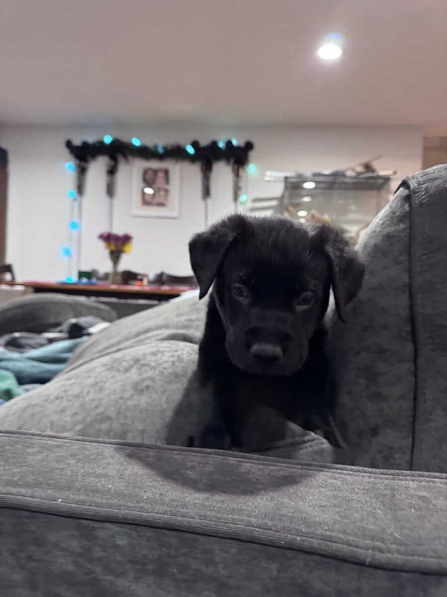 Cuddly, Sweet Belgian Malinois/Lab Puppies image 5