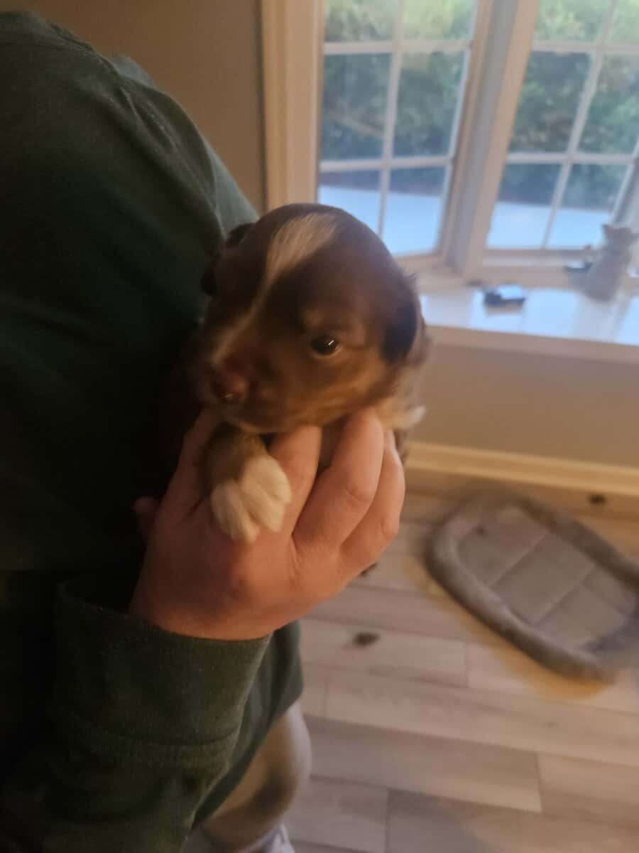 2 Australian shepherd puppies image 17