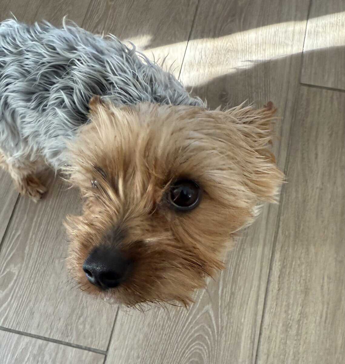 Lovable Yorky for sale image 2