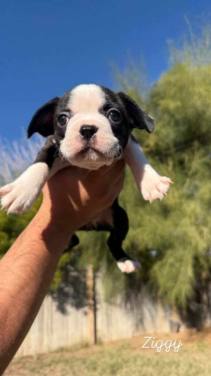 Frenchton puppies image 4