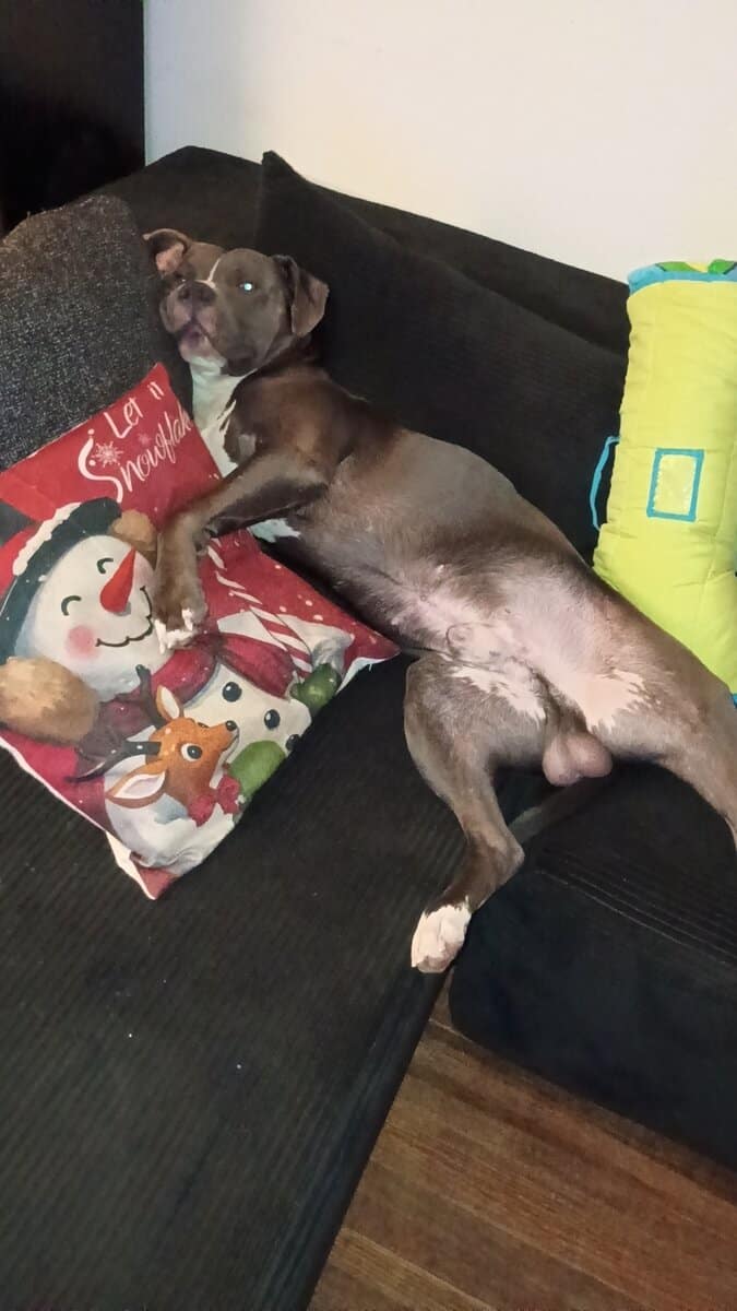 Looking for a home for Kilo image 3