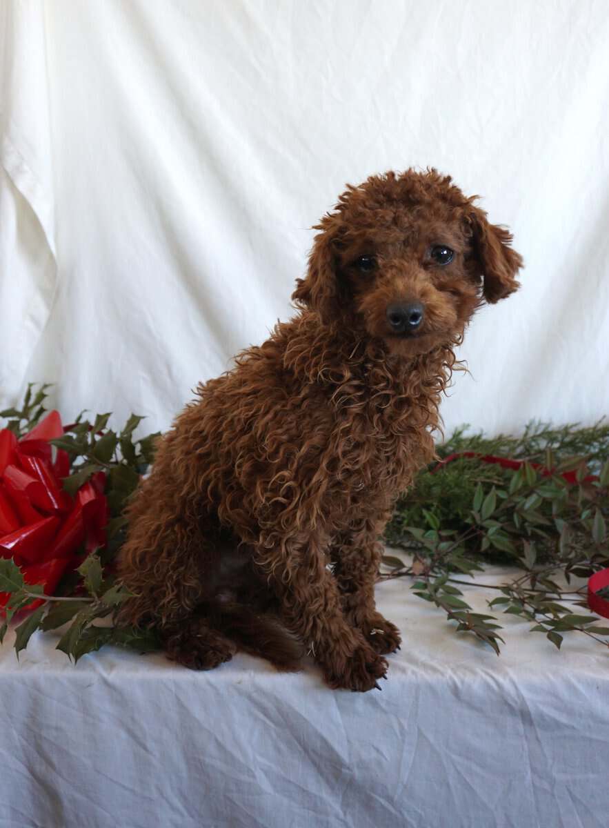 Buster-F1B Mini Goldendoodle image 3