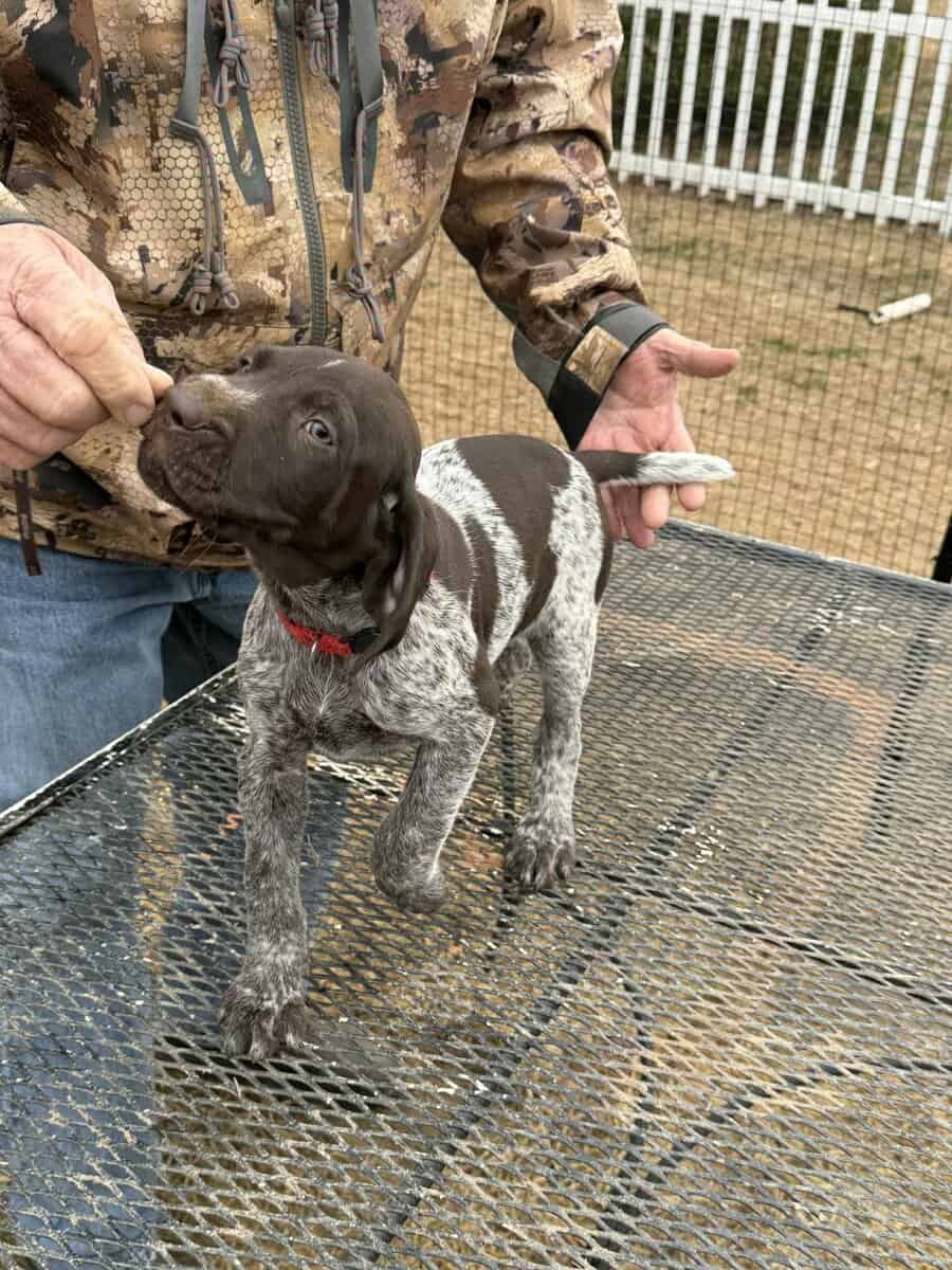 German Shorthaired Pointer Puppies image 3