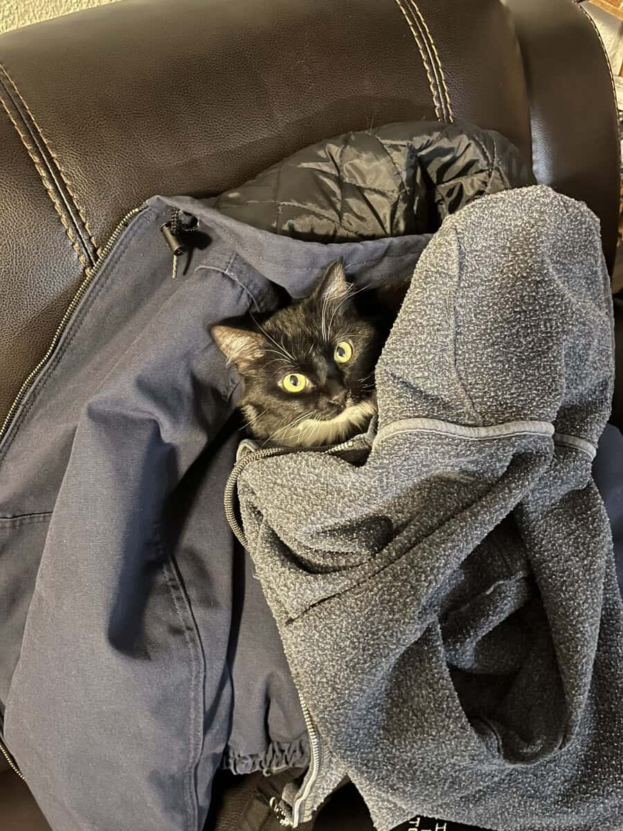 Sweet, Lazy Female Cat Needs a Home image 12