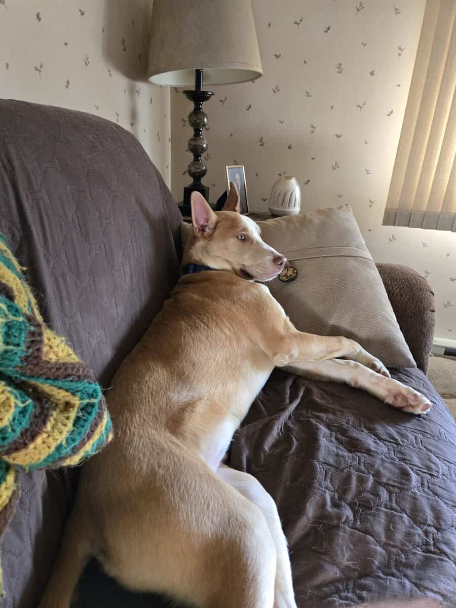 Siberian Husky mix image 1