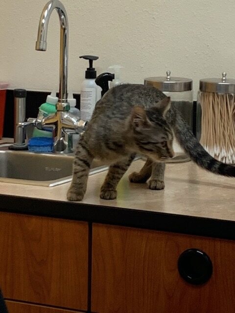 Cocoa, a Healthy and Fully Vaccinated Tabby image 10