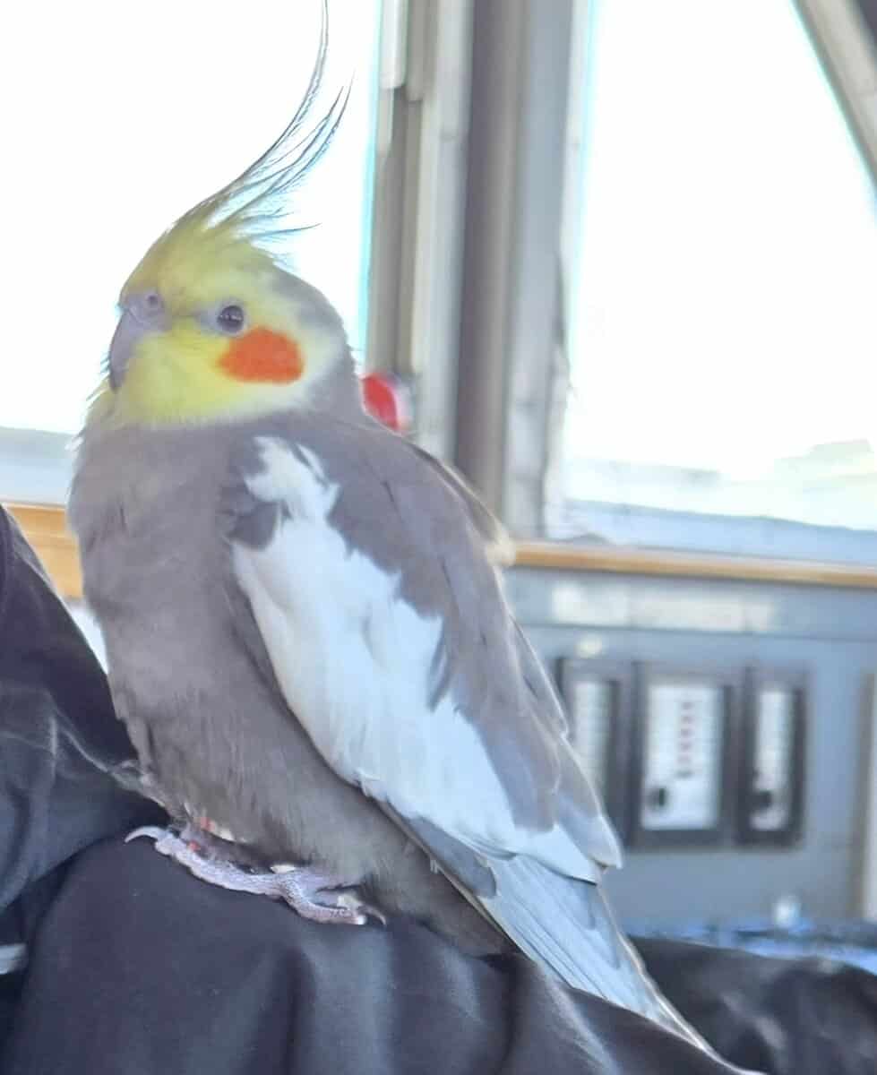 Male Cockatiel with cariers and food! image 1