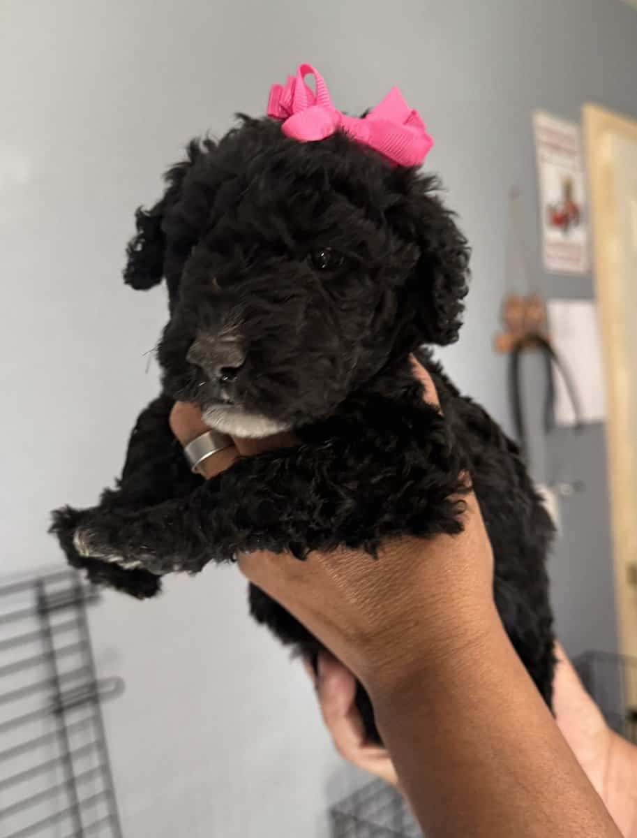 Goldendoodle image 7