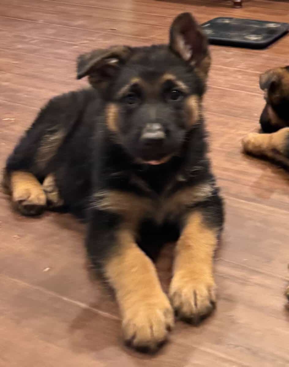 AKC German Shepherd Puppies image 1