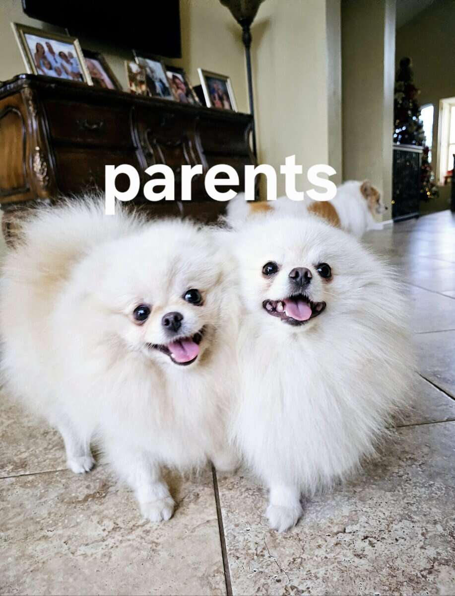 Purebred pomeranian male image 7