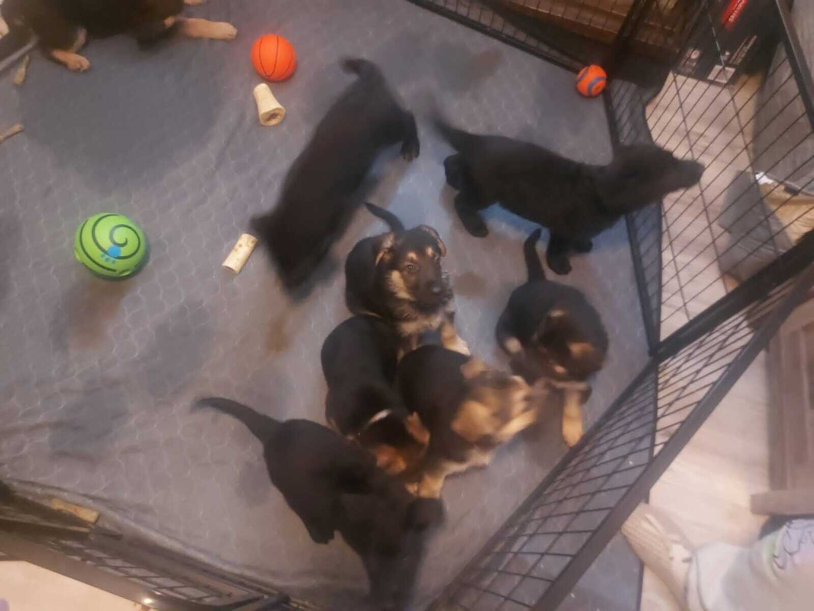 Akc German shepherds image 3