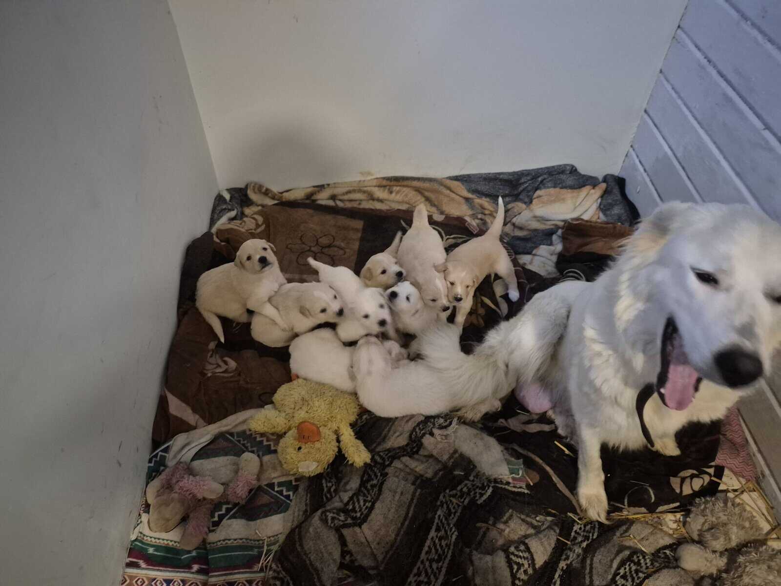 Golden Retriever/Great Pyrenees mix puppies for sa image 3