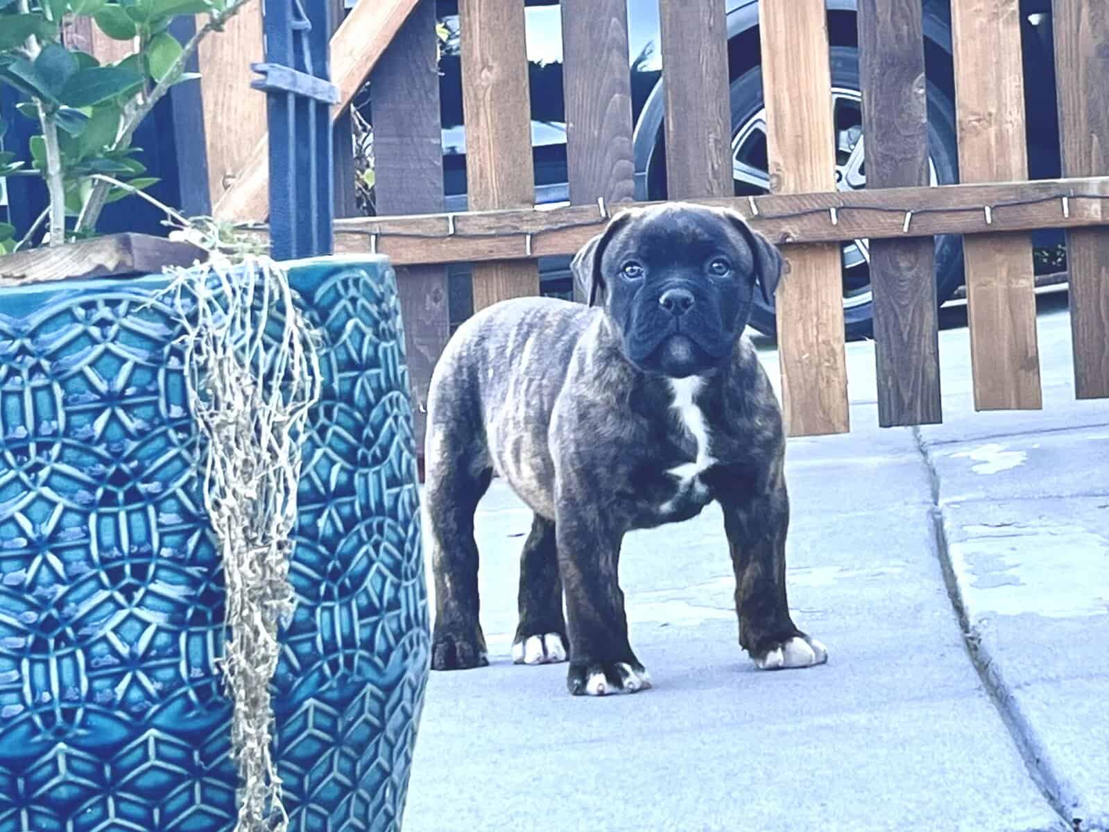 Olde English Bulldog $1500 image 3