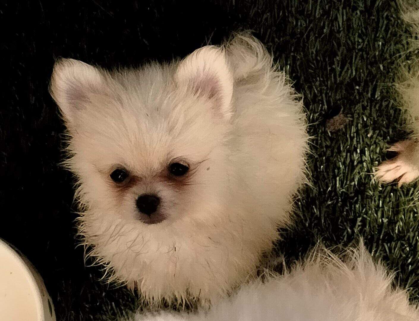Female Pomeranian Puppy image 1
