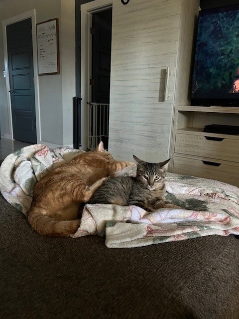 The Dynamic Duo - Healthy, Handsome Stripey Boys image 6