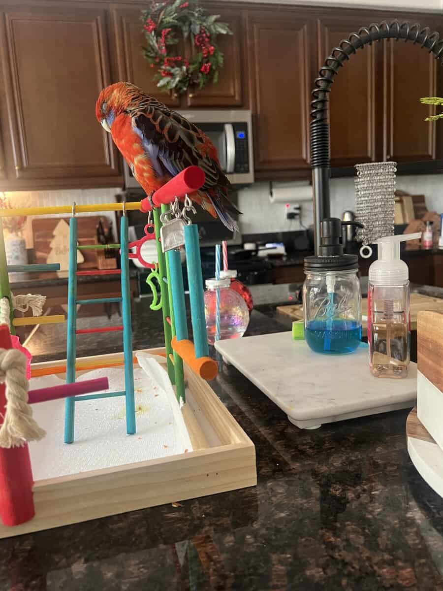 Jessie rosella parrot image 6