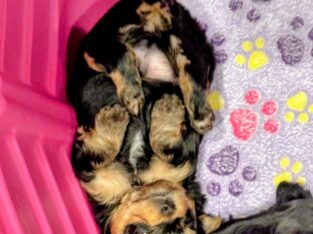 Morkie Puppies – 3 males available