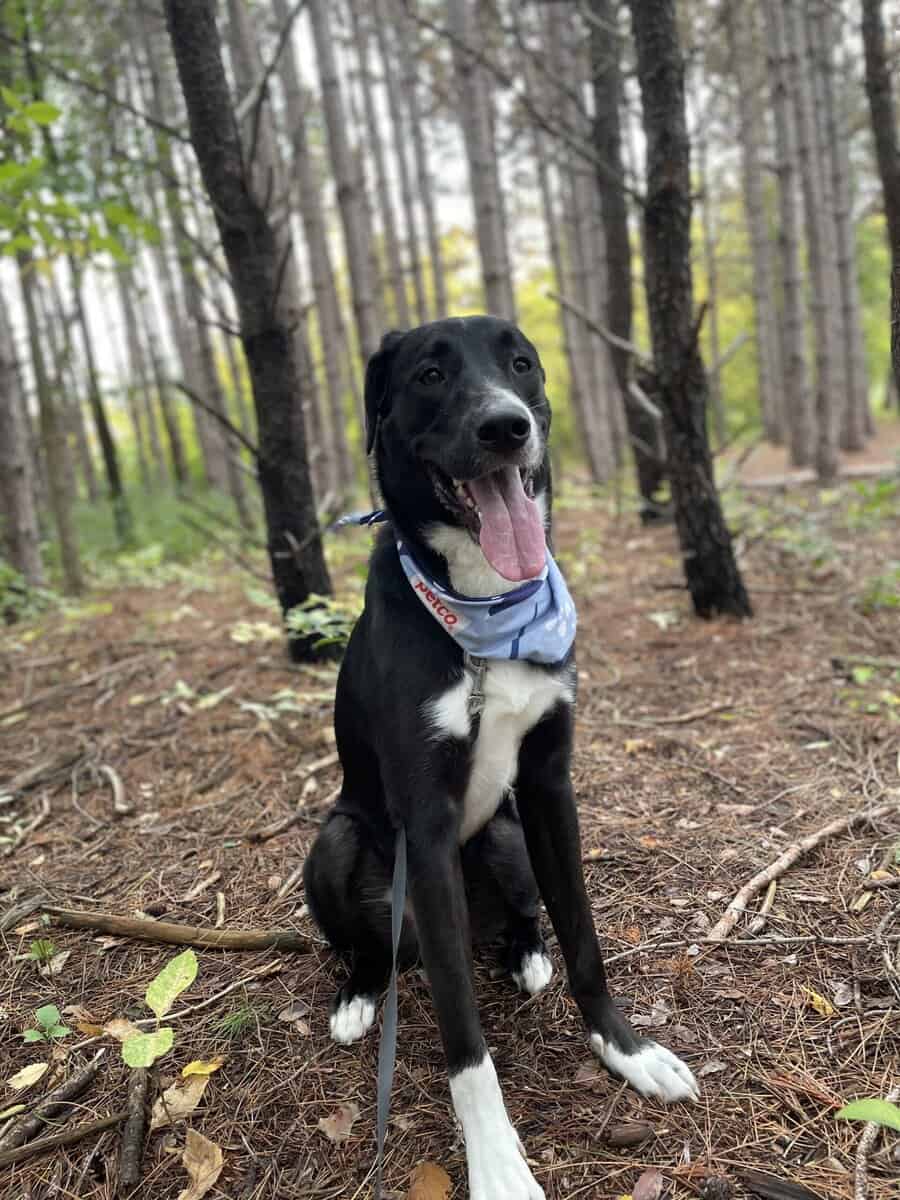Kobe needs a home! image 2