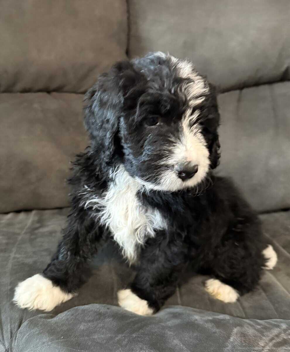 Bernedoodle Pups For Sale image 6