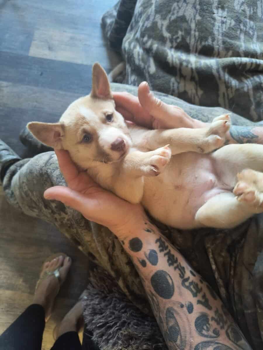 Pitsky puppies image 2