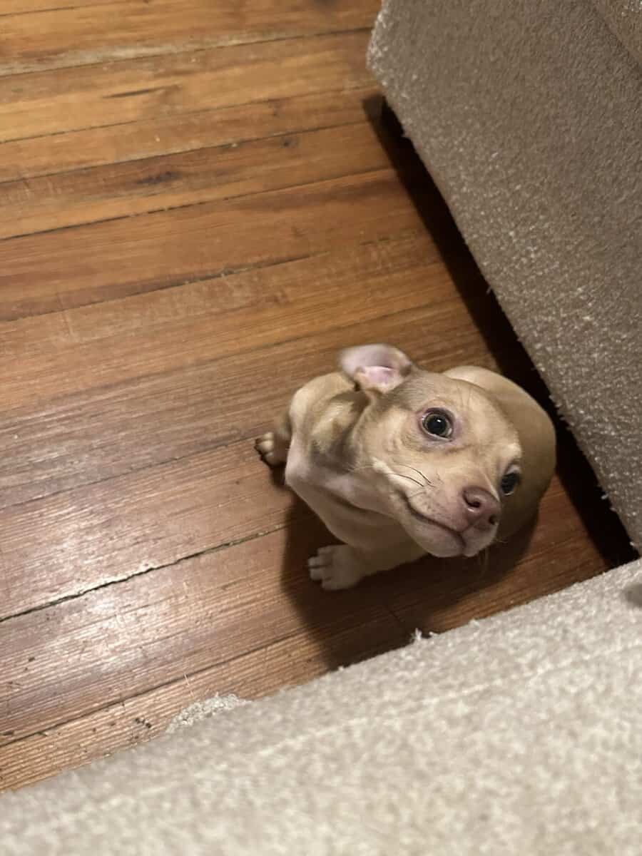 Meet Caramel image 5