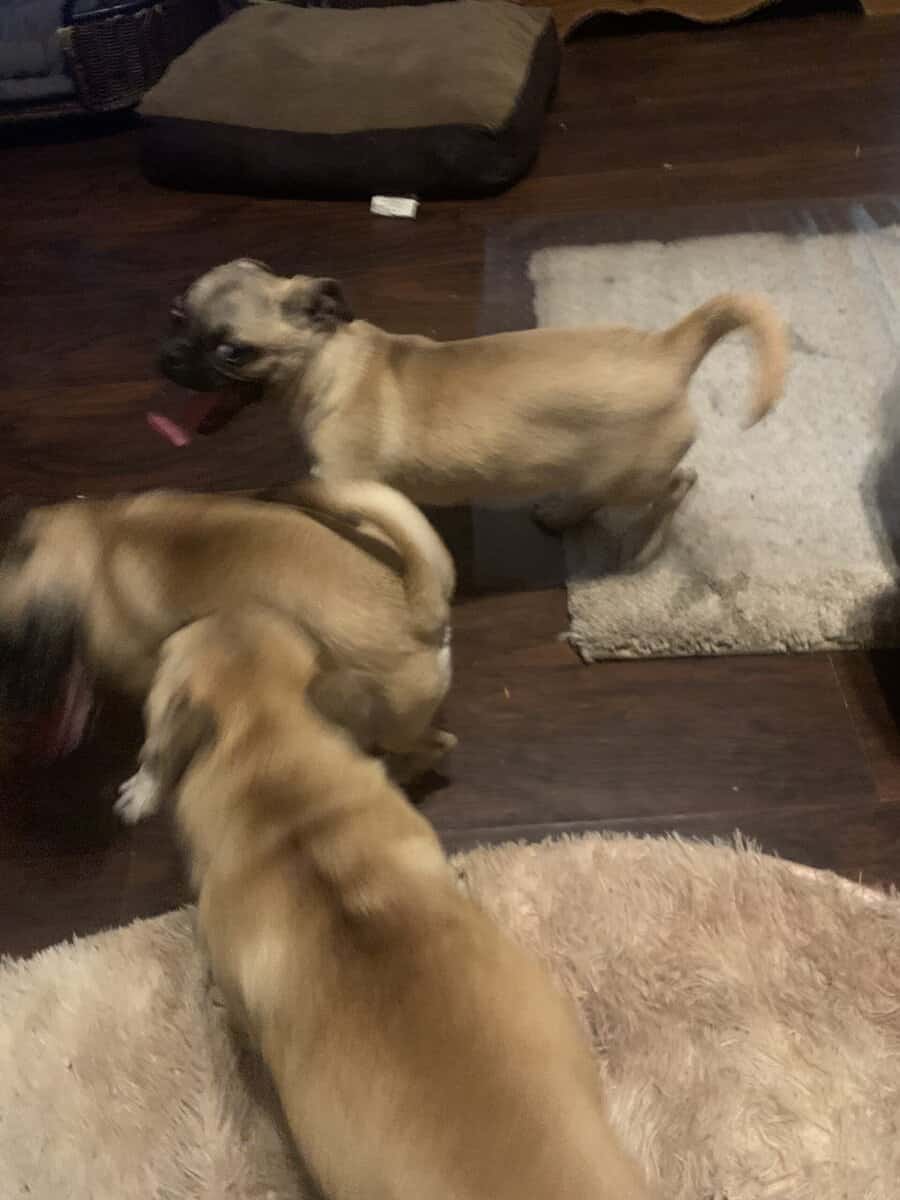 Pugs image 6