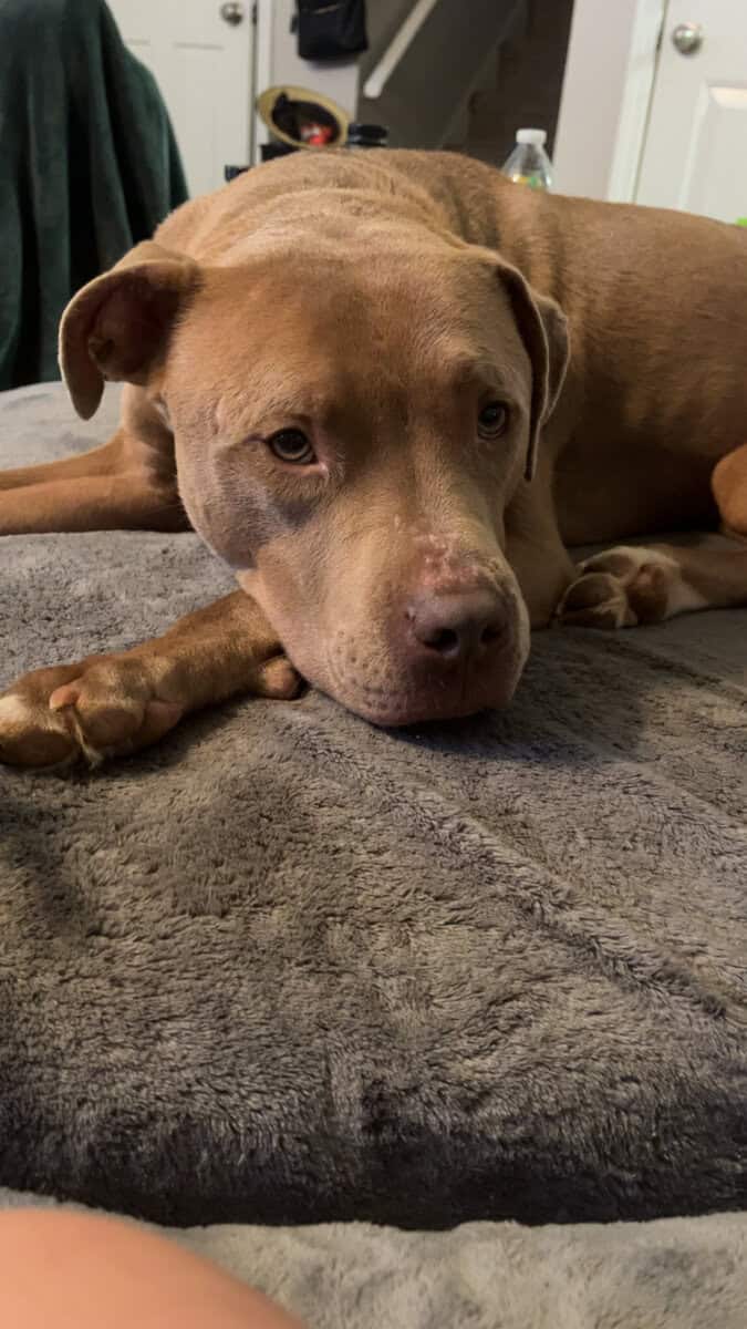 Rehoming stitch the loving playful family dog image 1
