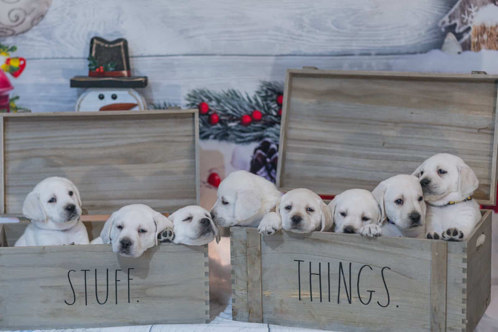 Christmas Puppies Available image 1