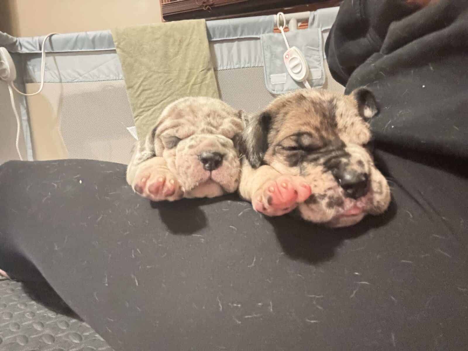 Great Dane Puppies | Gentle Giants in image 7