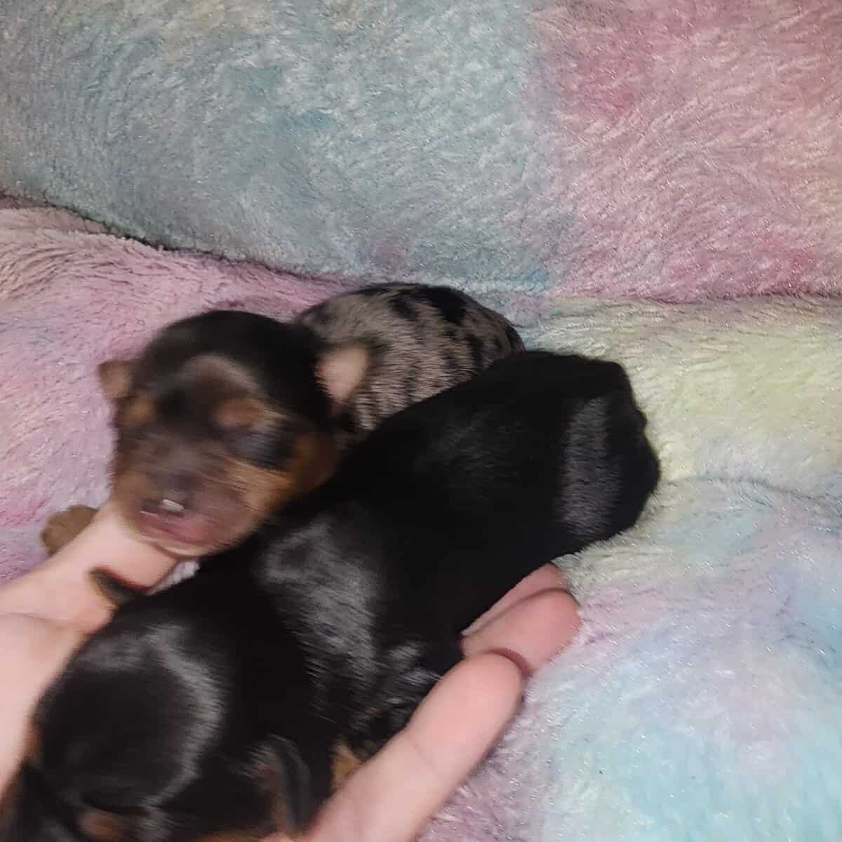 Yorkshire Terrier pup image 4