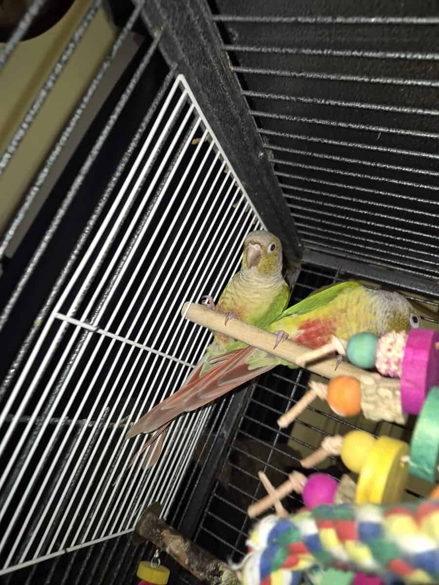 2 bonded female Pineapple Conures image 3