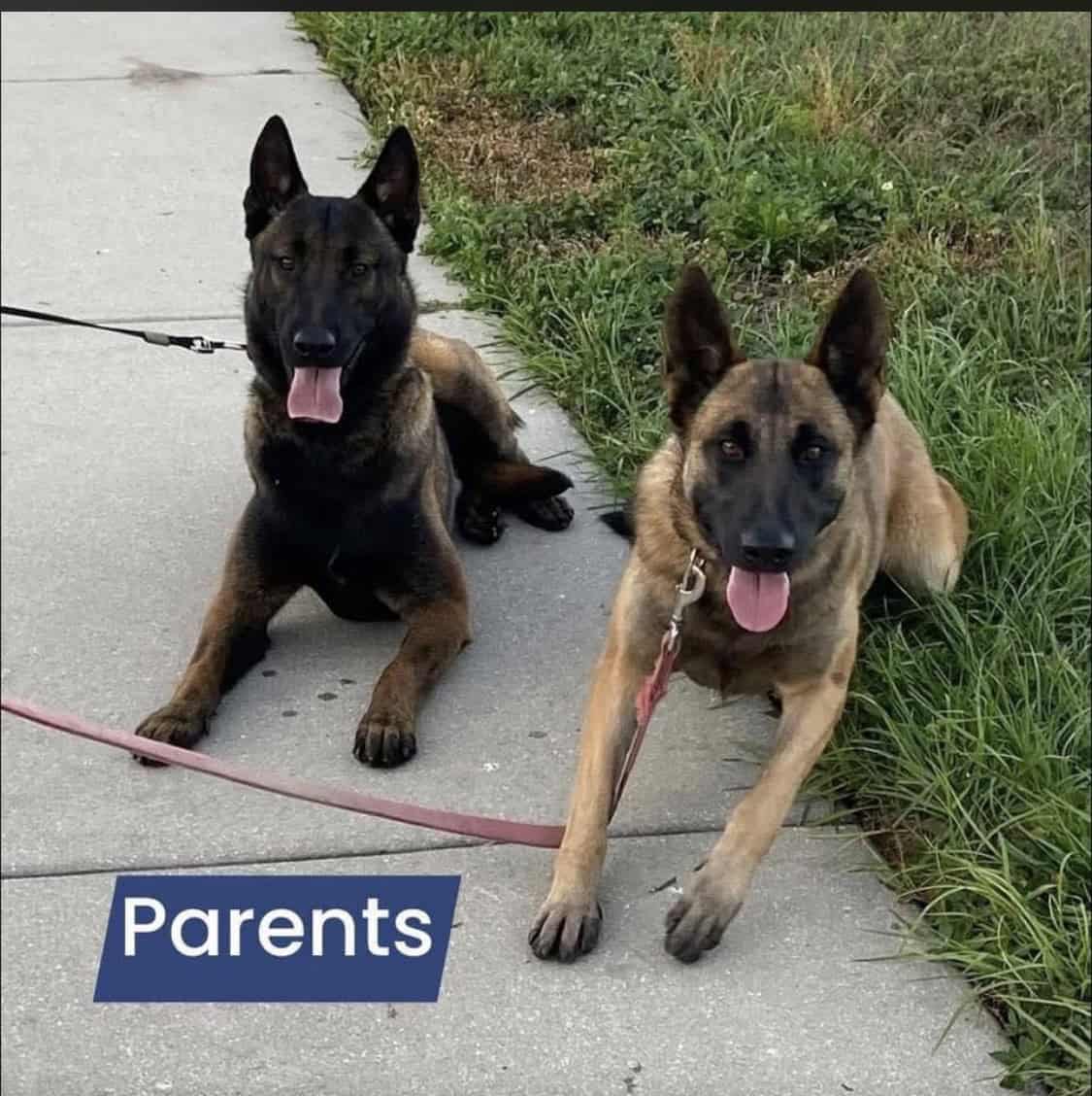 Belgian Malinois pups image 7