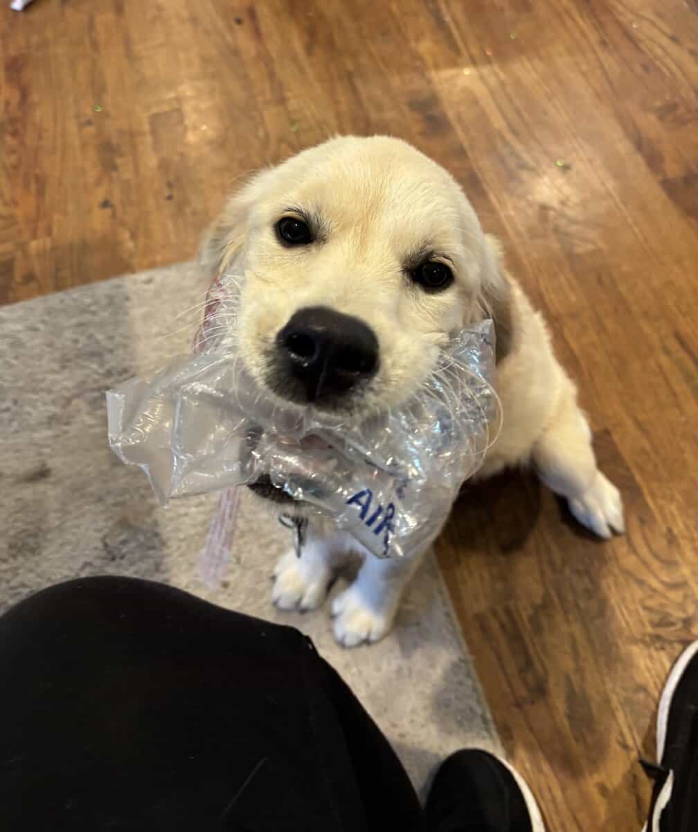 Registered golden retriever puppy image 1